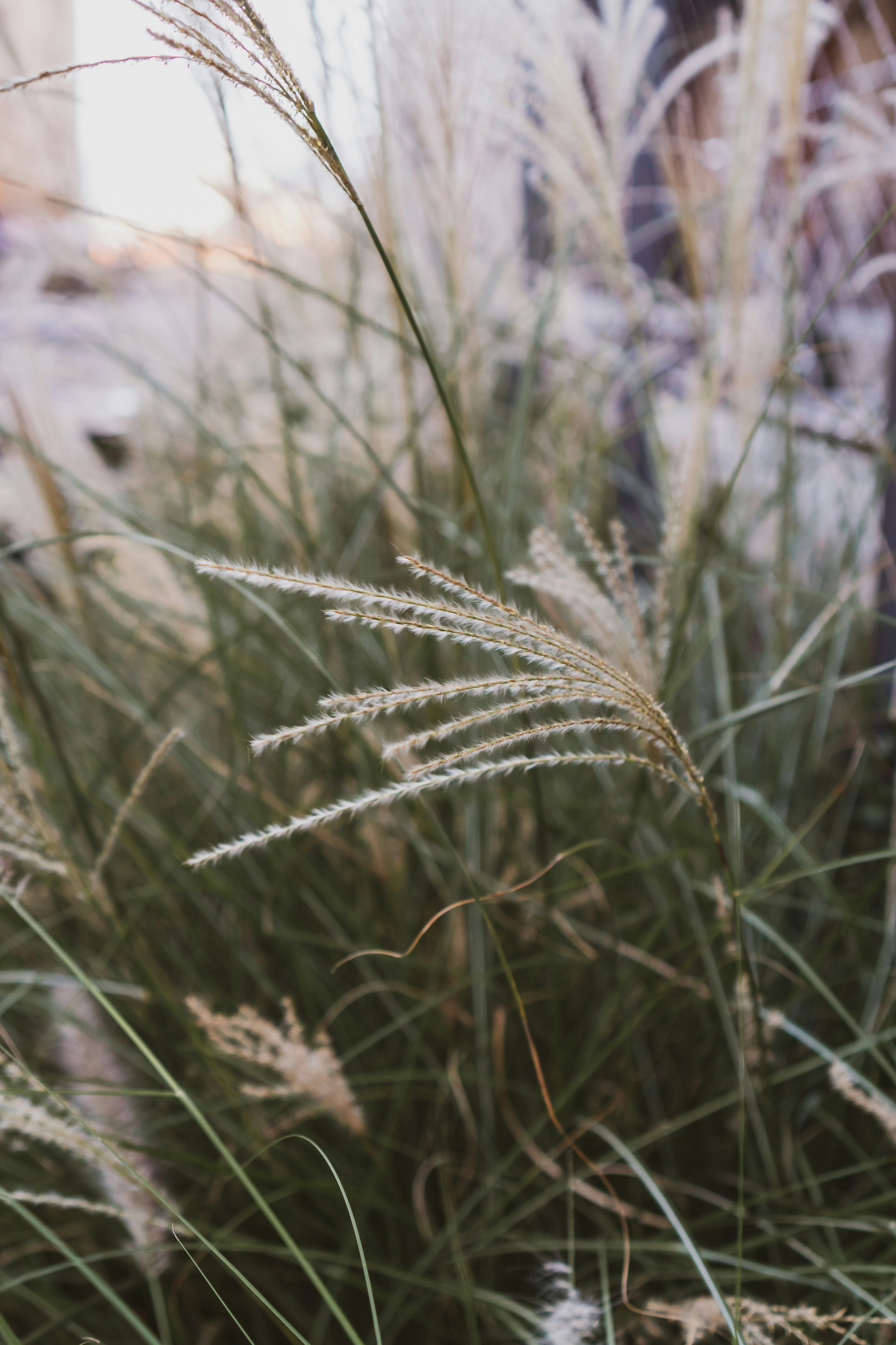 green wheat plant during daytime